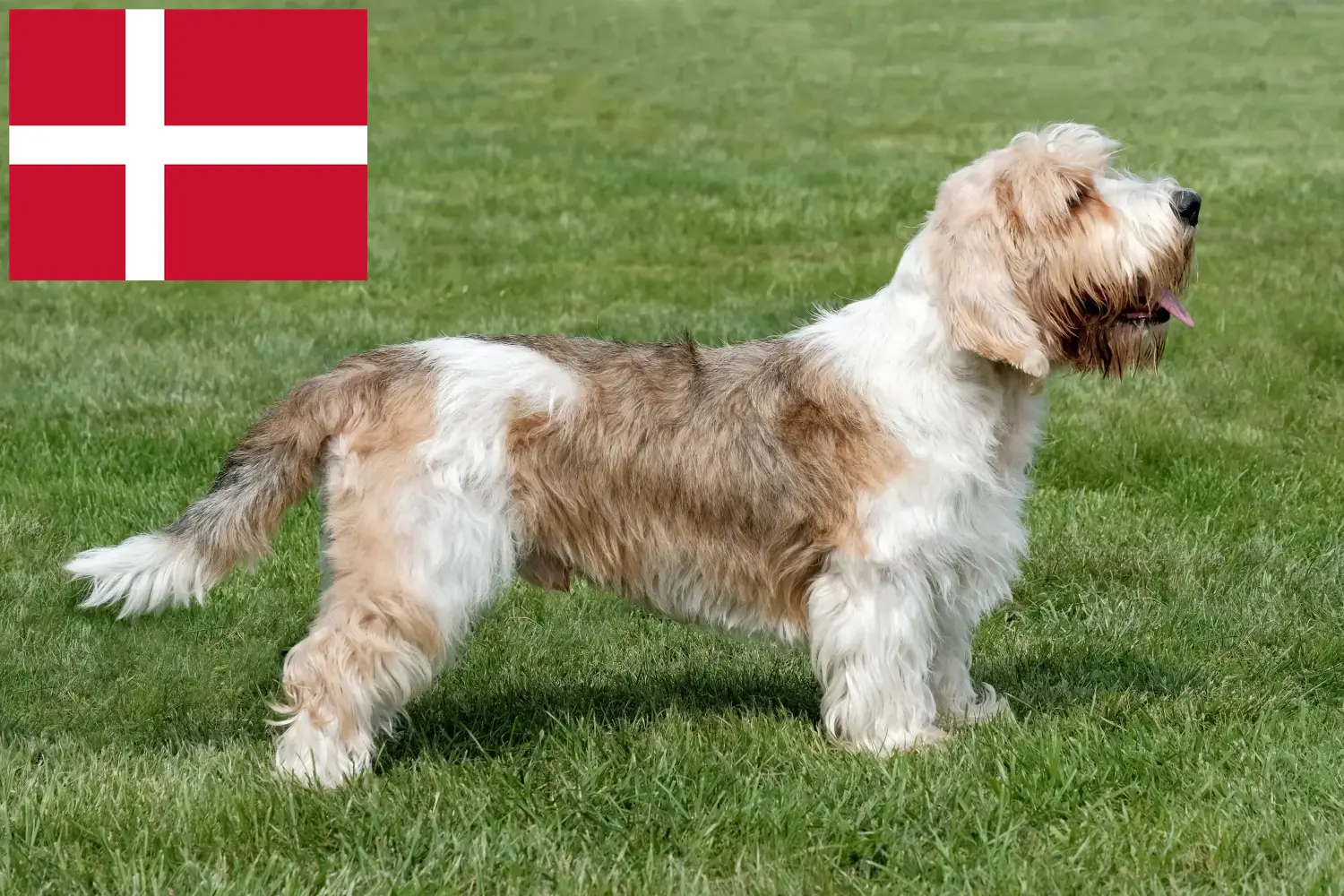 Щенки и заводчики Petit Basset Griffon Vendéen Дания Найдите заводчиков Petit Basset Griffon Vendéens в Дании.