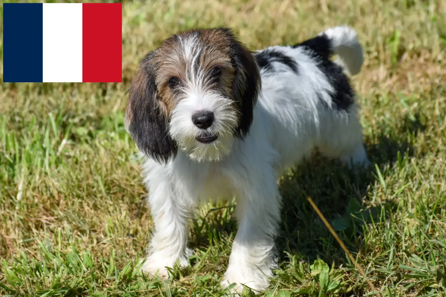 Щенки и заводчики Petit Basset Griffon Vendéen Франция Найдите заводчиков Petit Basset Griffon Vendéens в Франции.