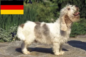 Подробнее о статье Заводчики и щенки Petit Basset Griffon Vendéen в Германии