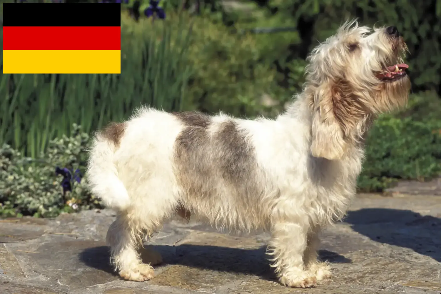 Щенки и заводчики Petit Basset Griffon Vendéen Германия Здесь вы найдете заводчиков Petit Basset Griffon Vendéens в Германии.