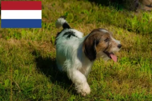 Подробнее о статье Заводчики и щенки Petit Basset Griffon Vendéen в Нидерландах