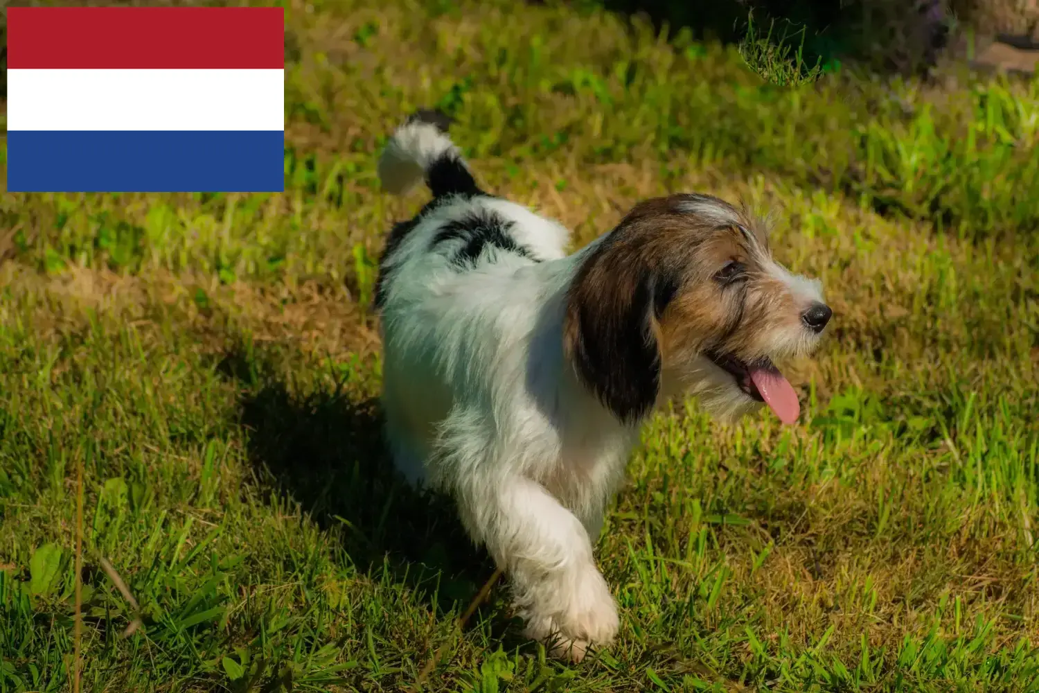 Щенки и заводчики Petit Basset Griffon Vendéen Нидерланды Найдите заводчиков Petit Basset Griffon Vendéens в Нидерландах.