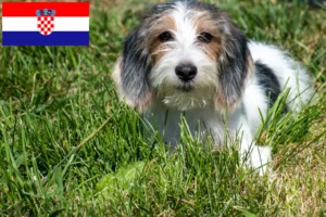 Подробнее о статье Заводчики и щенки Petit Basset Griffon Vendéen в Хорватии