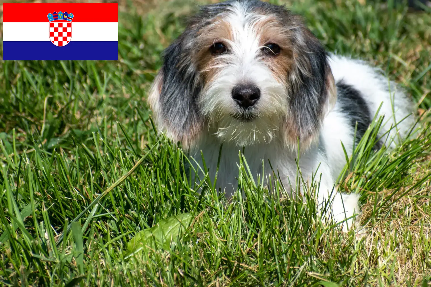 Щенки и заводчики Petit Basset Griffon Vendéen Хорватия Найдите заводчиков Petit Basset Griffon Vendéens в Хорватии.
