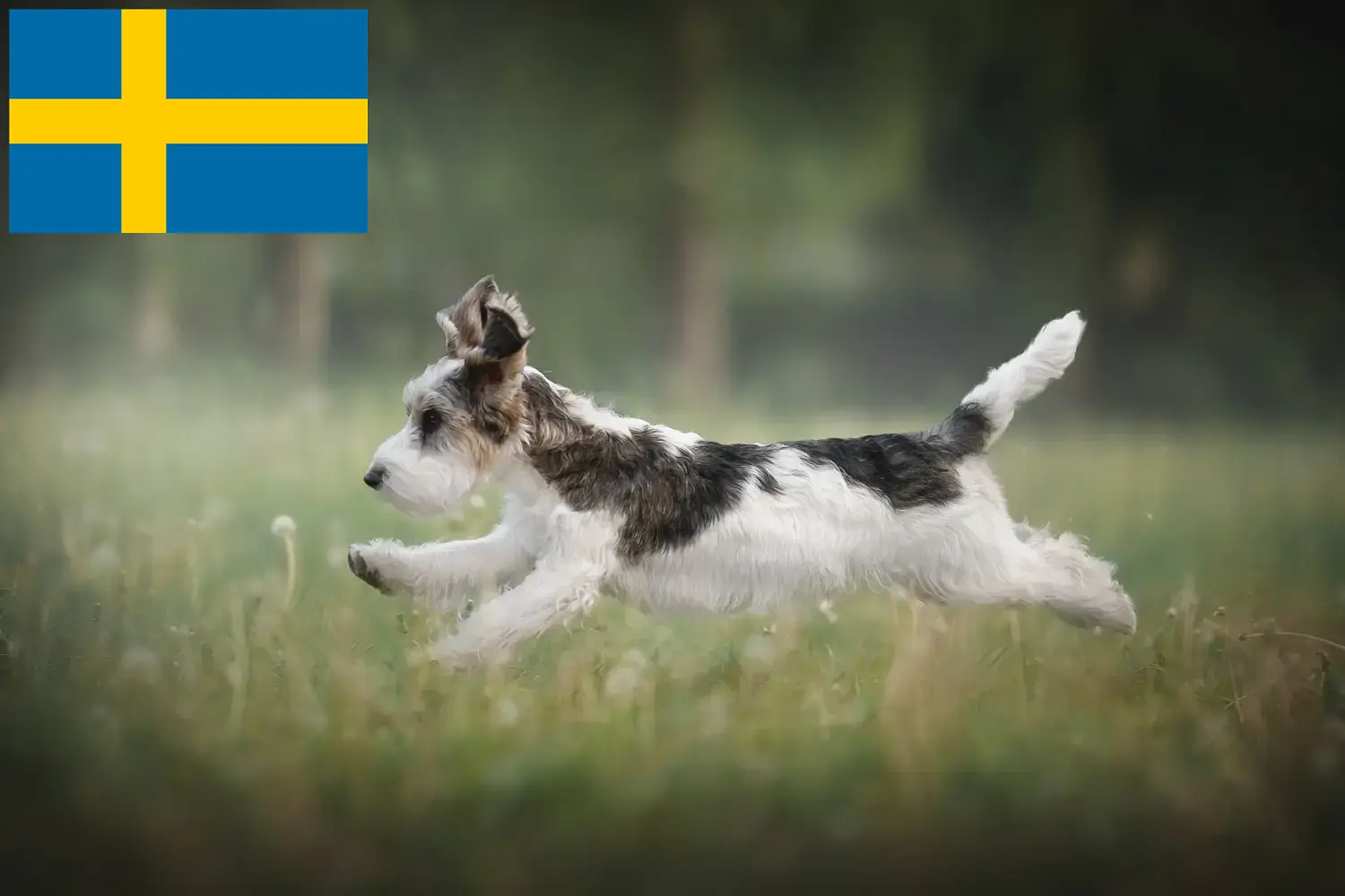 Щенки и заводчики Petit Basset Griffon Vendéen Швеция Найдите заводчиков Petit Basset Griffon Vendéens в Швеции.