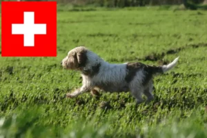 Подробнее о статье Заводчики и щенки Petit Basset Griffon Vendéen в Швейцарии