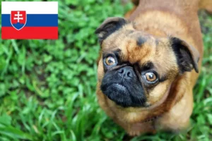Подробнее о статье Заводчики и щенки породы Пти Брабансон в Словакии