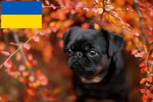 Подробнее о статье Заводчики и щенки породы Пти Брабансон в Украине