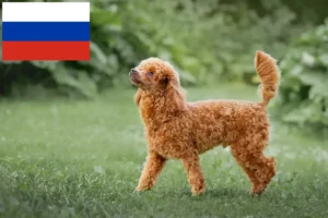 Подробнее о статье Заводчики и щенки пуделей в России