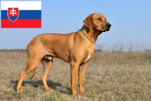 Подробнее о статье Заводчики и щенки родезийского риджбека в Словакии