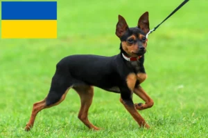 Подробнее о статье Заводчики и щенки породы Русский Игрушка в Украине