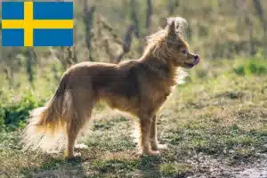 Подробнее о статье Заводчики и щенки породы Русский Той в Швеции