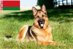 Подробнее о статье Заводчики и щенки овчарок в Беларуси