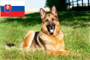 Подробнее о статье Заводчики и щенки овчарок в Словакии