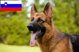Подробнее о статье Заводчики и щенки овчарок в Словении