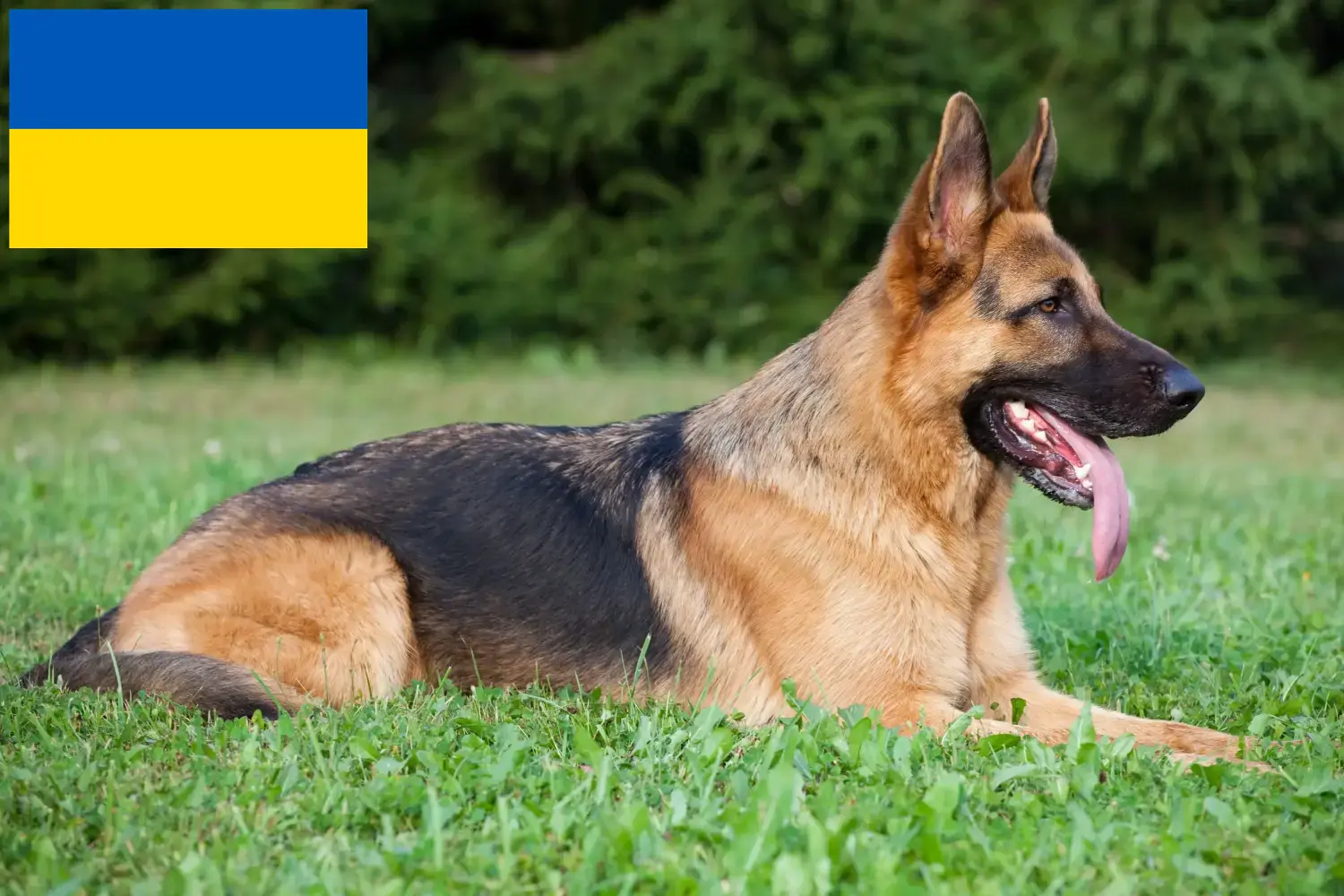 Щенки овчарки и заводчики Украина Здесь вы можете найти заводчиков немецких овчарок в Украине.