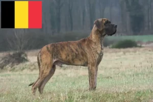 Подробнее о статье Заводчики и щенки породы Большой дон в Бельгии
