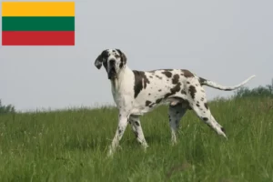 Подробнее о статье Заводчики и щенки большого дона в Литве