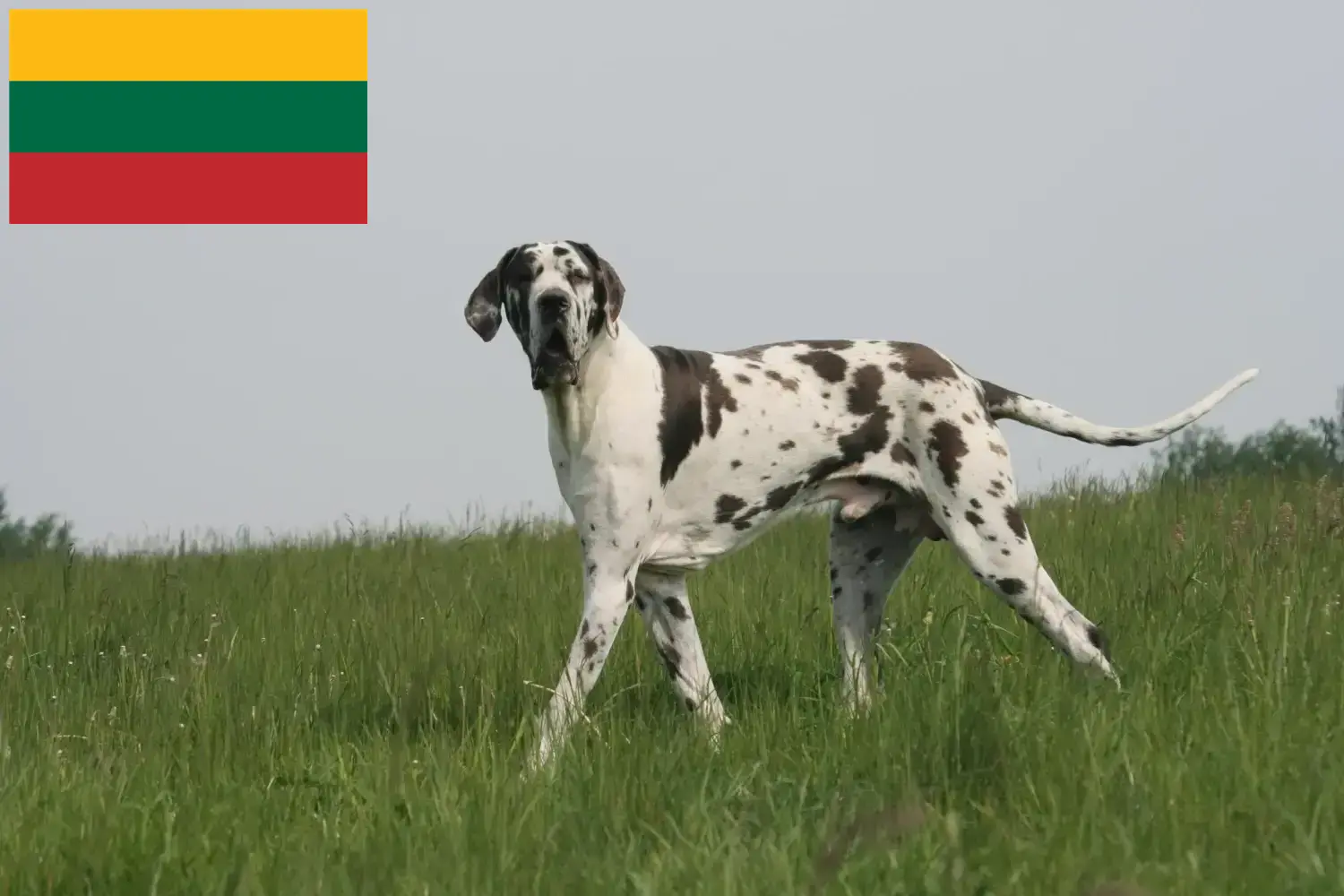 Щенки и заводчики Великий Дог Литва Здесь вы можете найти заводчиков собак породы Грейт-Дейн в Литве.