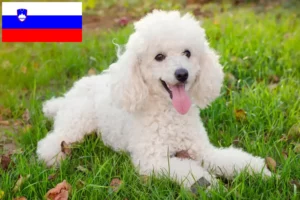 Подробнее о статье Заводчики и щенки пуделей в Словении
