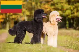 Подробнее о статье Заводчики и щенки пуделей в Литве