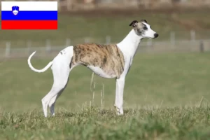 Подробнее о статье Заводчики и щенки уиппета в Словении