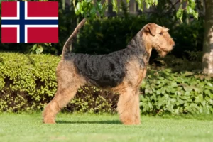 Подробнее о статье Заводчики и щенки Airedale Terrier в Норвегии