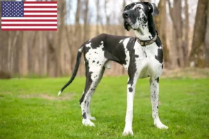 Подробнее о статье Заводчики и щенки породы Грейт-Дейн в США