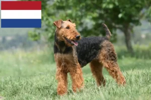Подробнее о статье Заводчики и щенки Airedale Terrier в Нидерландах