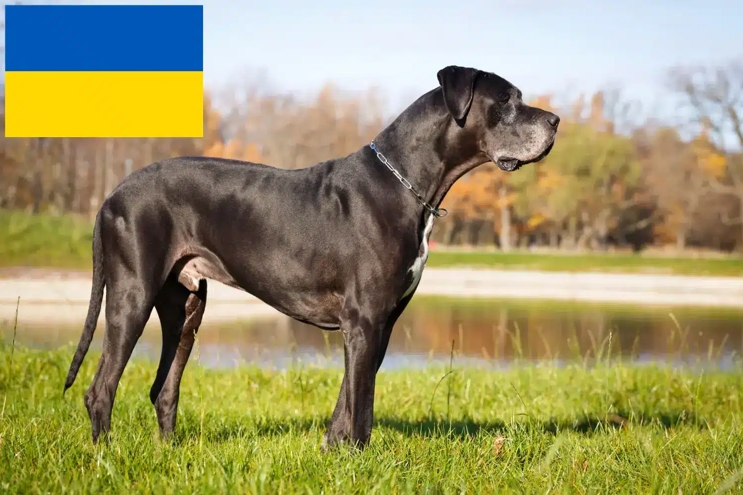 Щенки и заводчик Украина Здесь вы можете найти заводчиков собак породы Великий дон в Украине.