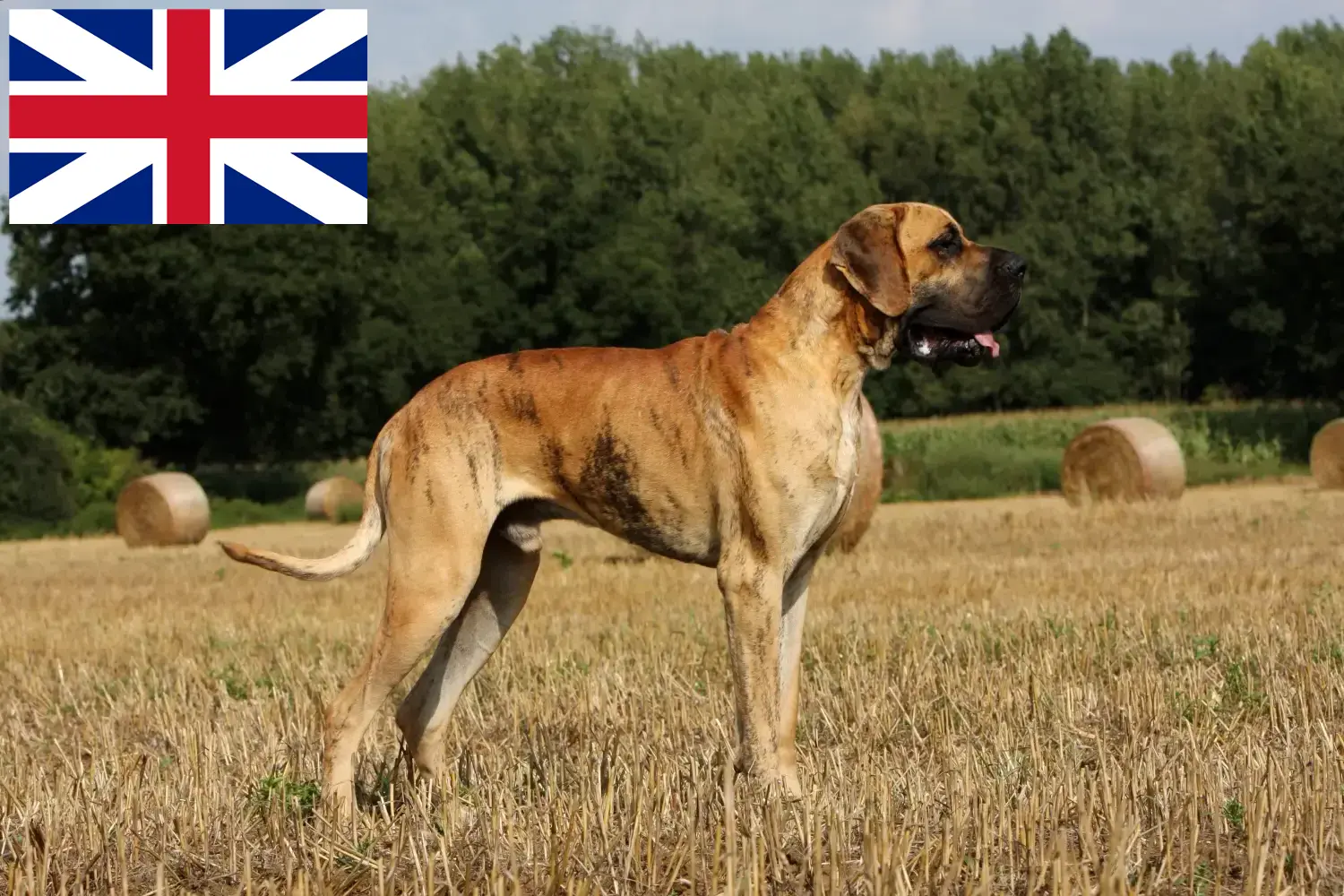 Щенки и заводчики Great Dane Великобритания Здесь вы можете найти заводчиков собак породы Грейт-Дейн в Великобритании.