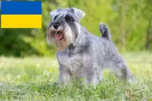 Подробнее о статье Заводчики и щенки шнауцеров в Украине