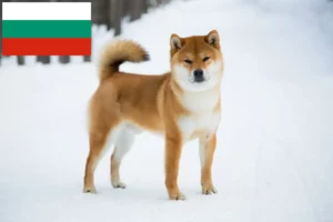 Подробнее о статье Заводчики и щенки сиба в Болгарии