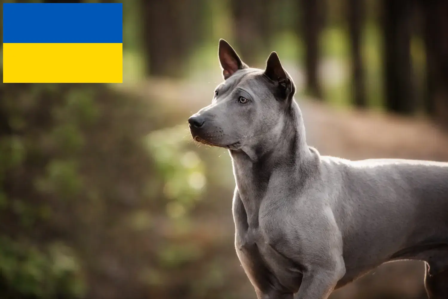 Щенки и заводчики тайского риджбека Украина Здесь вы можете найти заводчиков тайских риджбеков в Украине.