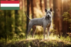 Подробнее о статье Заводчики и щенки тайского риджбека в Венгрии