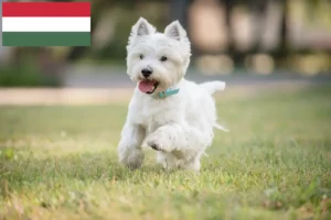 Подробнее о статье Заводчики и щенки породы Вести в Венгрии