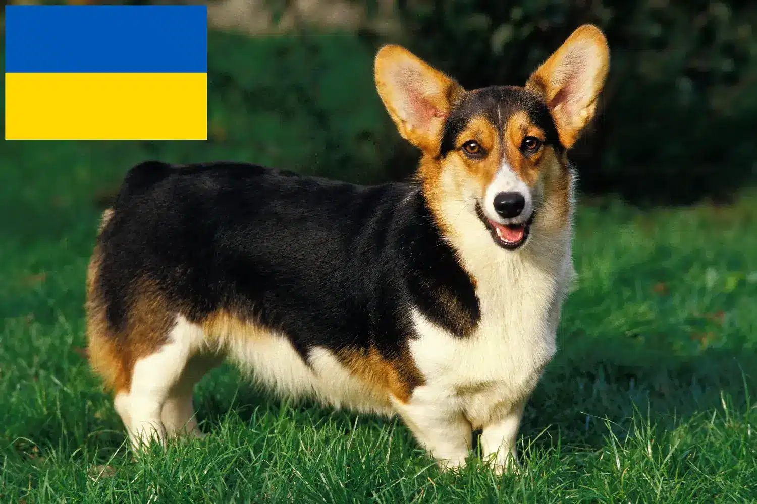 Вельш корги щенки и заводчики Украина Здесь вы можете найти заводчиков вельш-корги в Украине.