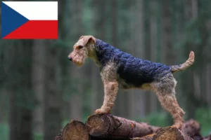 Подробнее о статье Заводчики и щенки вельш-терьера в Чехии