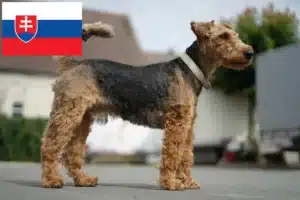 Подробнее о статье Заводчики и щенки вельш-терьера в Словакии