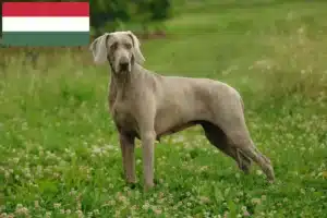 Подробнее о статье Заводчики и щенки веймаранера в Венгрии