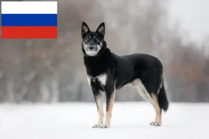 Подробнее о статье Заводчик и щенки восточноевропейской овчарки в России