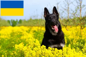 Подробнее о статье Заводчик и щенки восточноевропейской овчарки в Украине