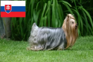 Подробнее о статье Заводчики и щенки йоркширского терьера в Словакии