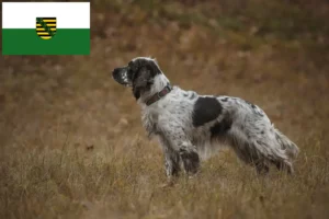 Подробнее о статье Заводчики и щенки английского спрингер-спаниеля в Саксонии