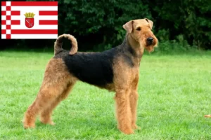 Подробнее о статье Заводчики и щенки породы Airedale Terrier в Бремене