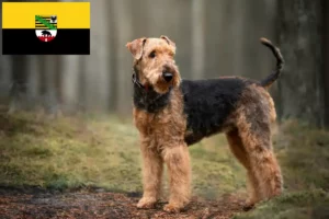 Подробнее о статье Заводчики и щенки Airedale Terrier в регионе Саксония-Анхальт