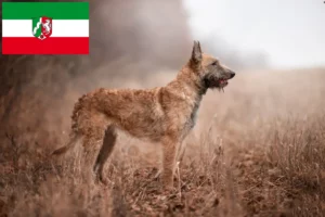 Подробнее о статье Заводчики и щенки бельгийской овчарки в регионе Северный Рейн-Вестфалия