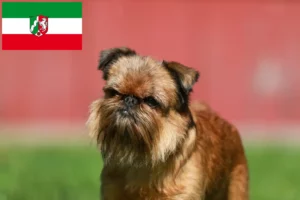 Подробнее о статье Заводчики и щенки Бельгийский карликовый гриффон в регионе Северный Рейн-Вестфалия