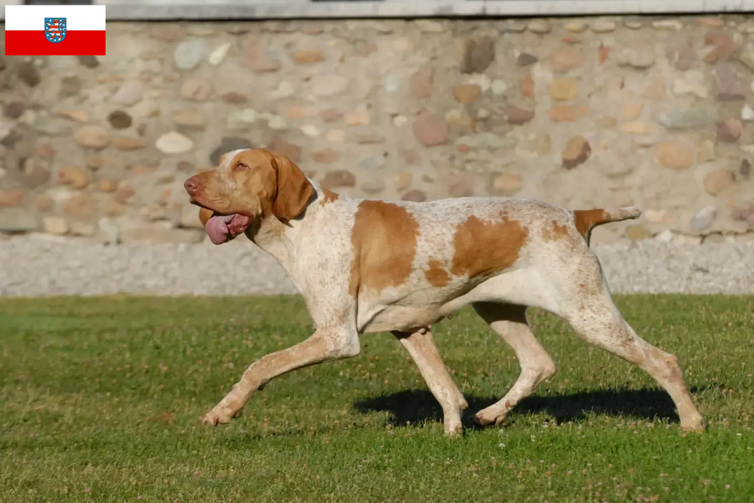 Подробнее о статье Заводчики и щенки Bracco Italiano в Тюрингии