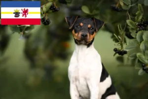 Подробнее о статье Заводчики и щенки бразильского терьера в Мекленбург-Передняя Померания